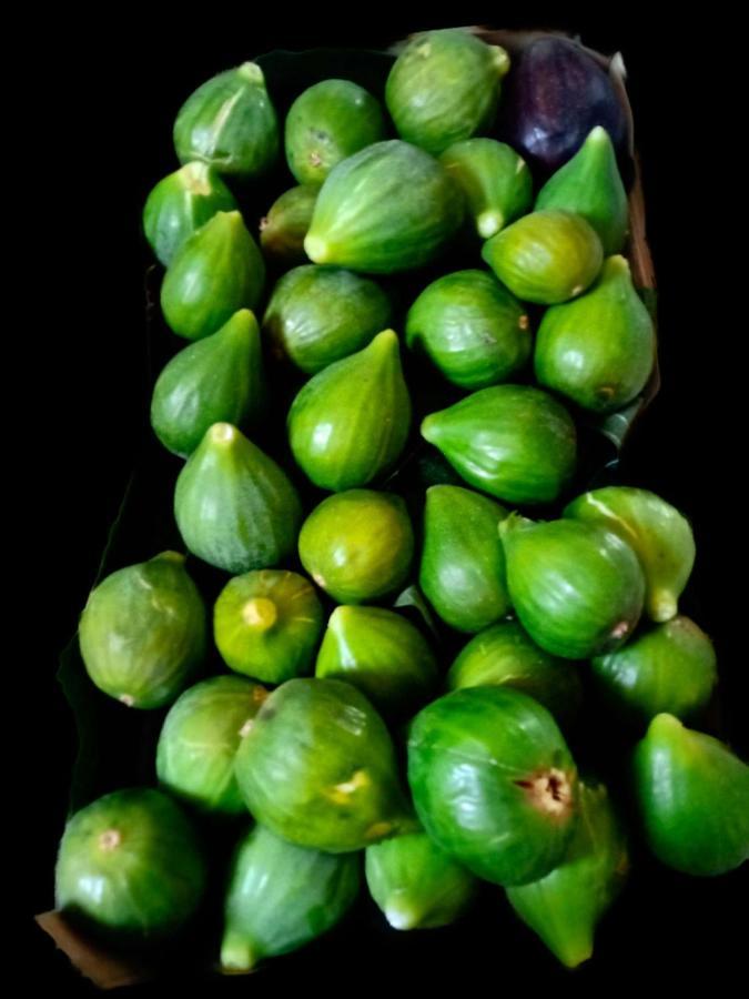 غالّيبولي B&B Mareggiata المظهر الخارجي الصورة